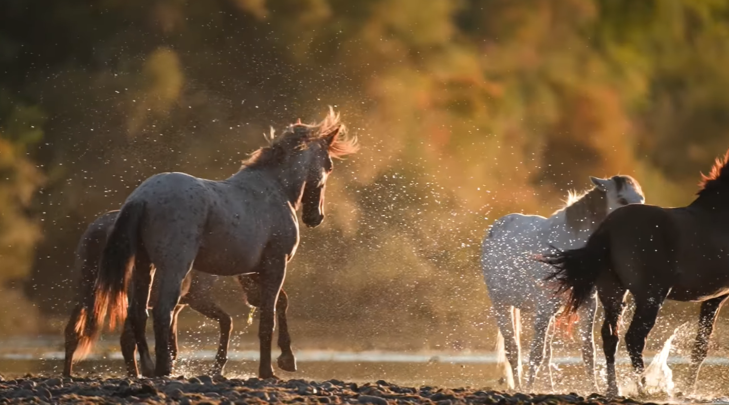 💥This video puts the wild back in wild horses!