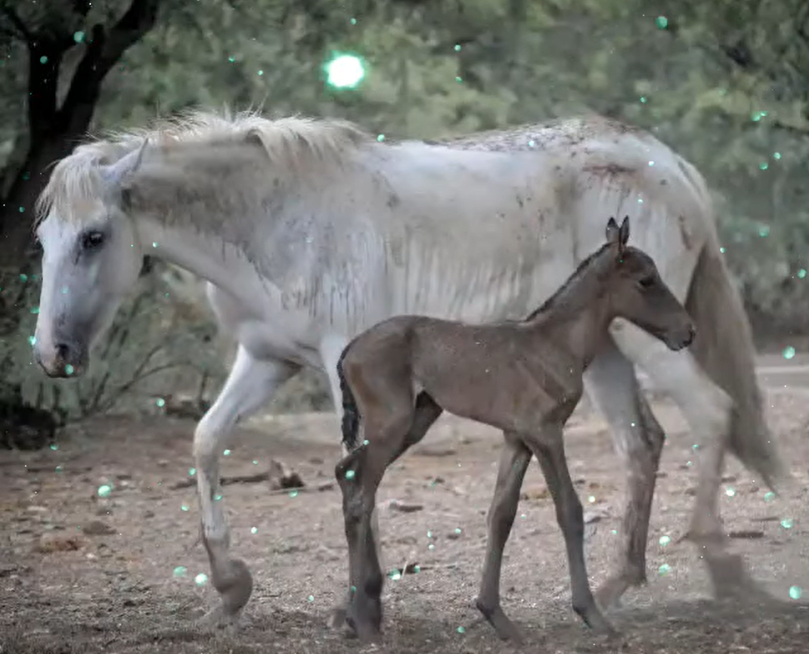 Foal Friday! Light Rain