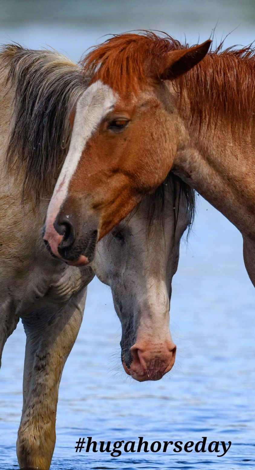 It’s National Hug a Horse Day!