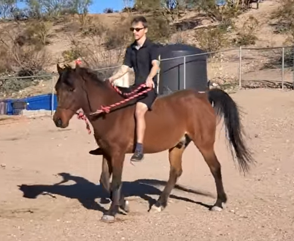 Bonded Horses Aladdin and Jasmine are up for adoption!