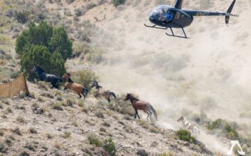 Bill introduced to end the use of helicopters in roundups!