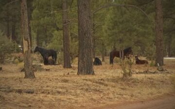 Small update to the wild horse killings in Herber