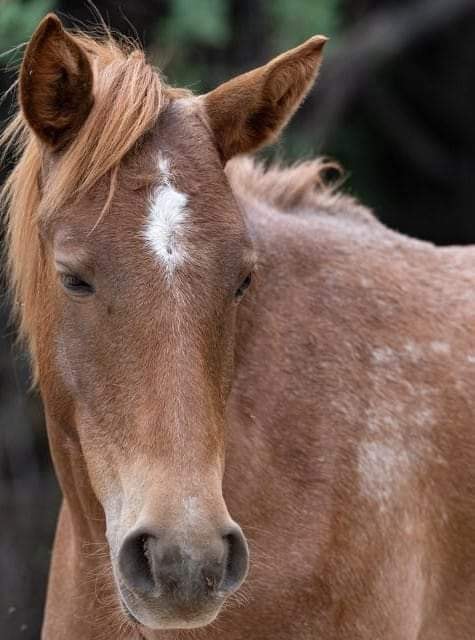 As Large As A Horse this babe took majority