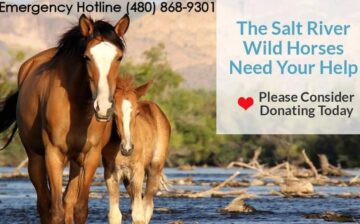 Save the Alpine Wild horses