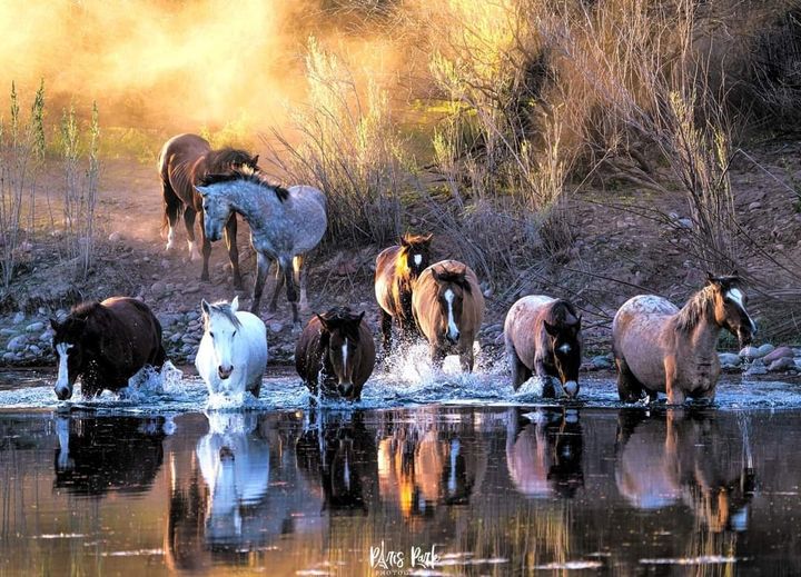 General Information about the Salt River wild horses