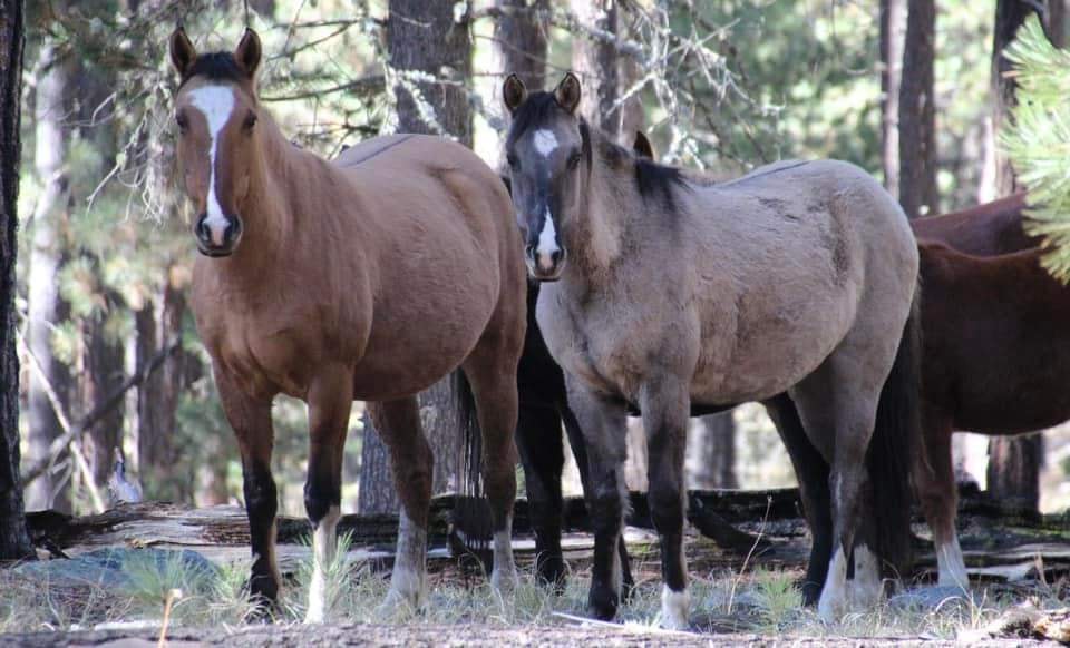 Is the slaughter of Arizona wild horses back on the table??