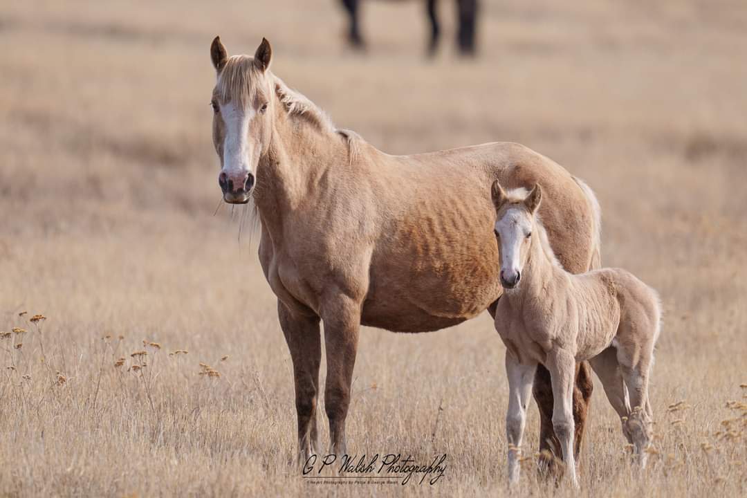 Alpine Horse Fund