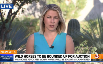 BREAKING NEWS: Alpine wild horses to be removed and sold at public auction.