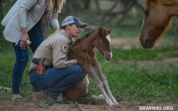 Hotline: There is a foal in the forest that’s not doing well.