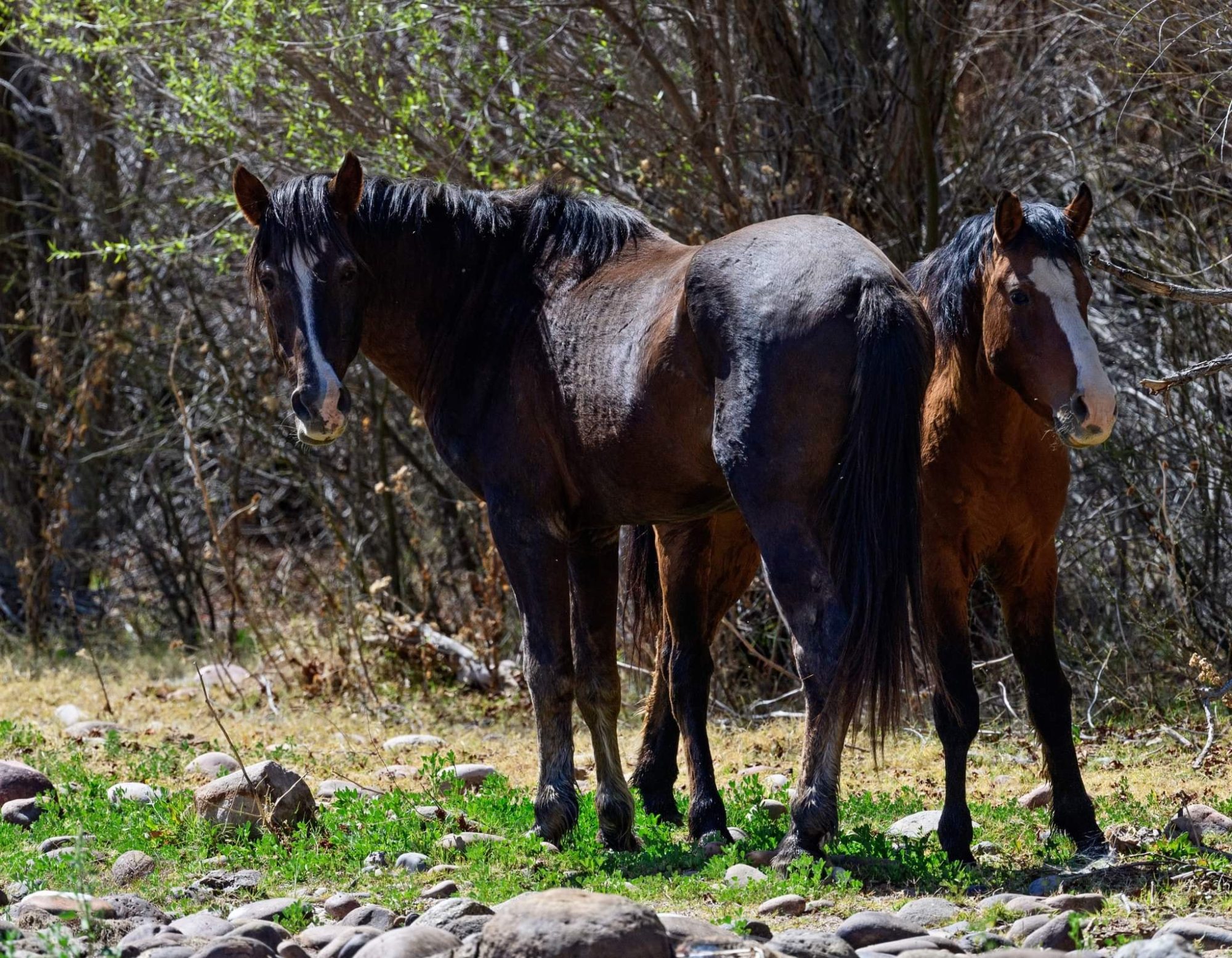 Neiman: The luckiest or the unluckiest wild horse on the river!