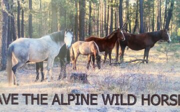 IMMEDIATE RELEASE: Arizona wild horses to be captured and sold at public auction