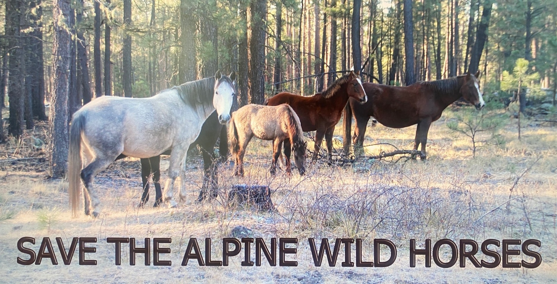 IMMEDIATE RELEASE: Arizona wild horses to be captured and sold at public auction