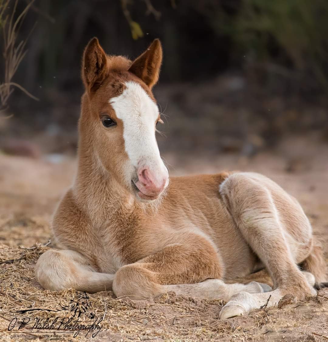 From most adorable foal of 2018
