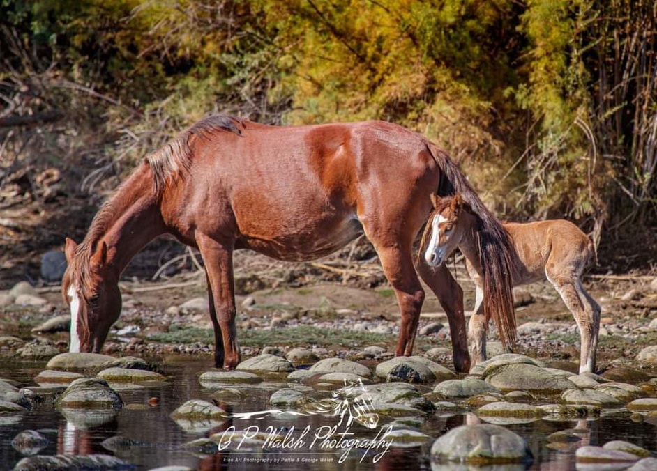 Foal Flashback Friday.