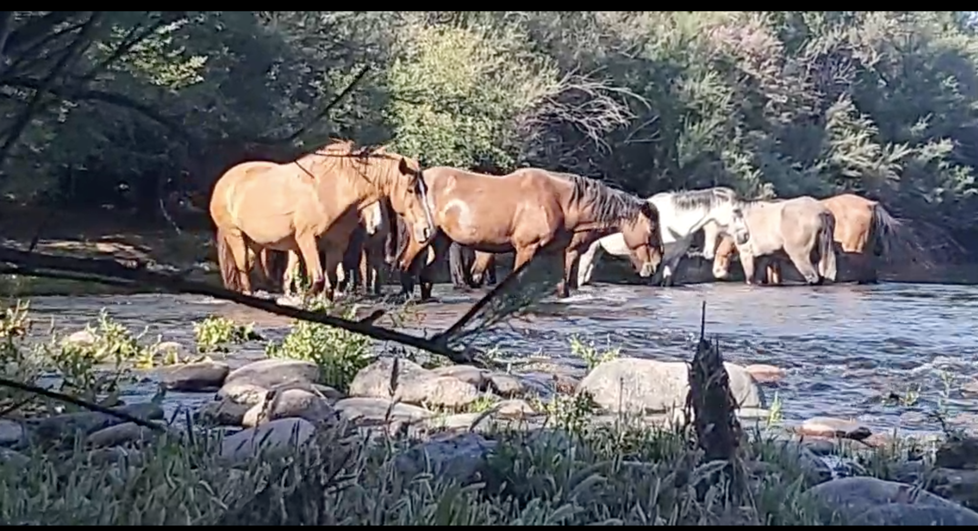 Beautiful Salt River wild horses resting in the water.