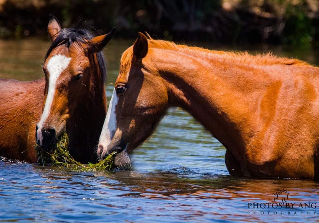 Wild horses often share their meals together with the ones they love.