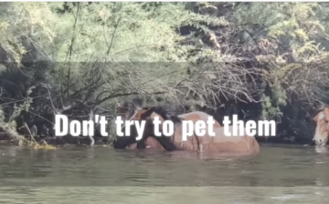 It’s important to be cool to wild horses.