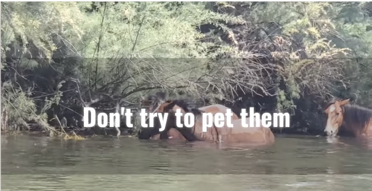 It’s important to be cool to wild horses.