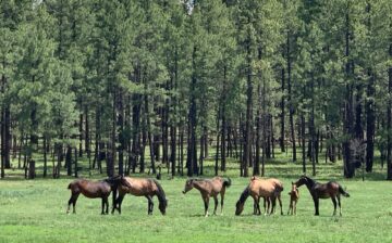 Attention!! The Alpine wild horse auction has been cancelled