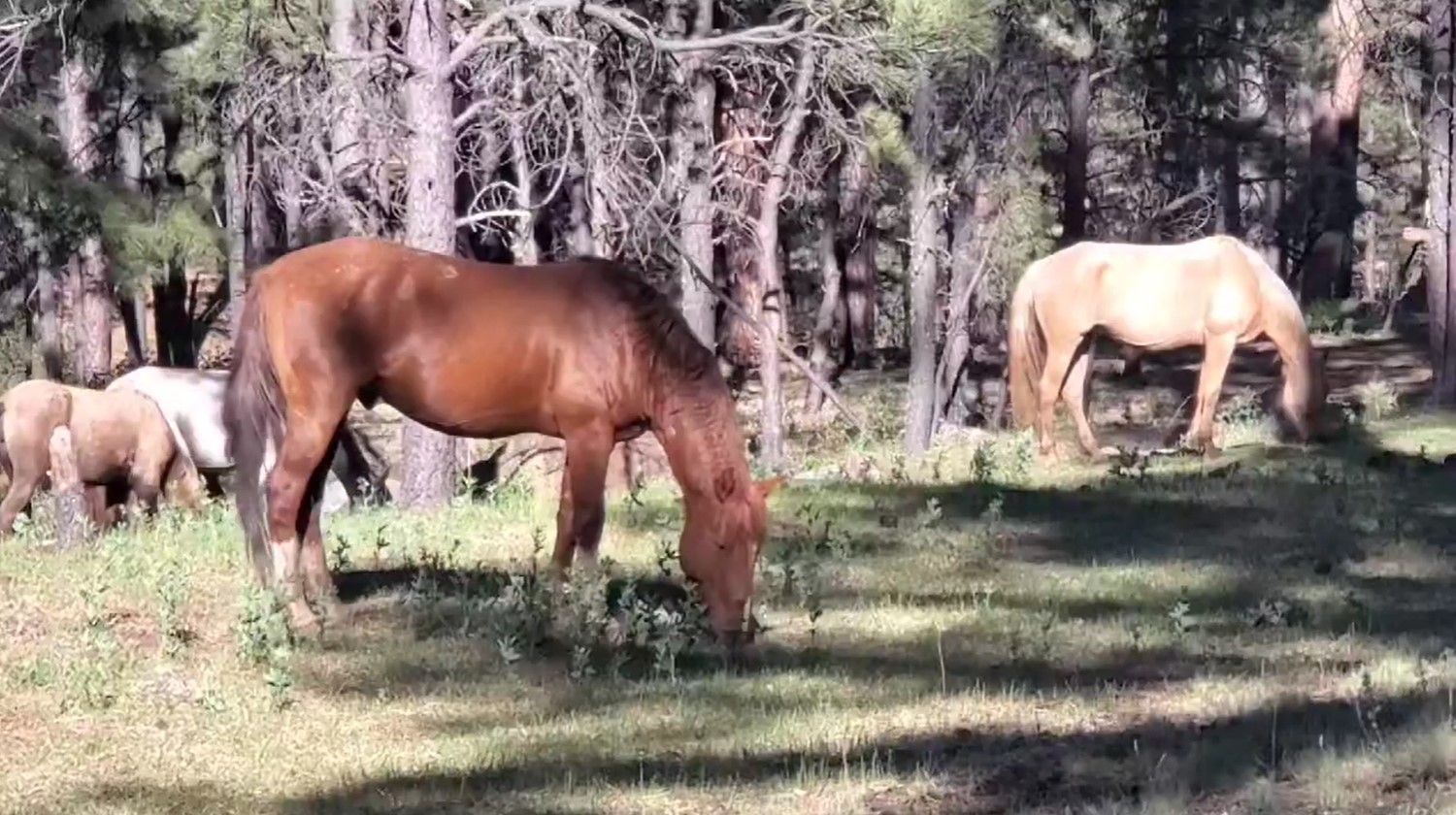 Apache Sitgreaves Forest Service starts trapping the Alpine herd this week, in spite of horse advocates push for humane management.