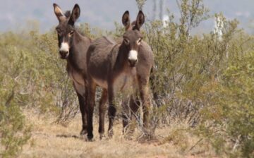 These two burros are about to become little victims of our advancing civilization!