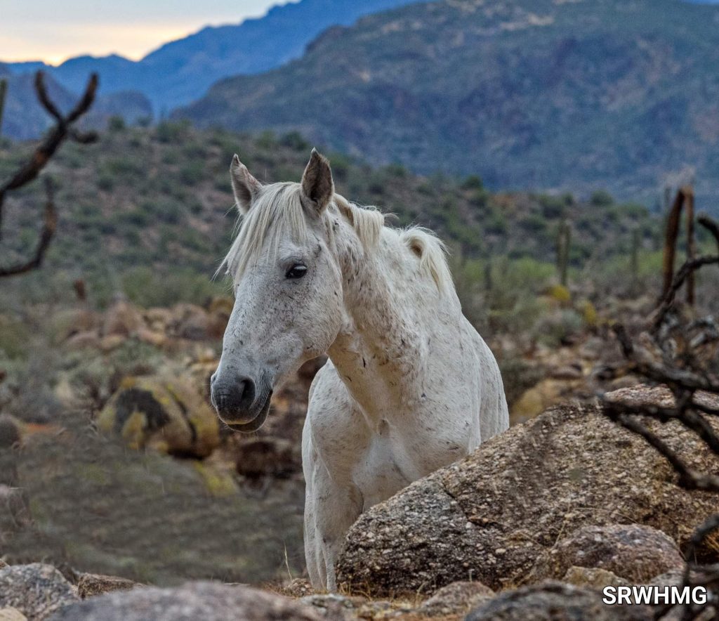 Salt River Wild Horse Management Group