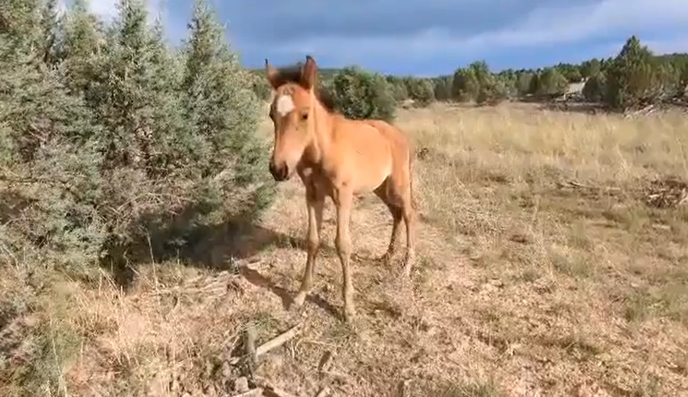 Please let us rescue the foal, Apache Sitgreaves Forest Service.