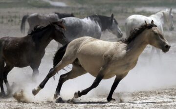 Apache Sitgreaves Forest Service set to remove ALL of the Alpine wild horses!