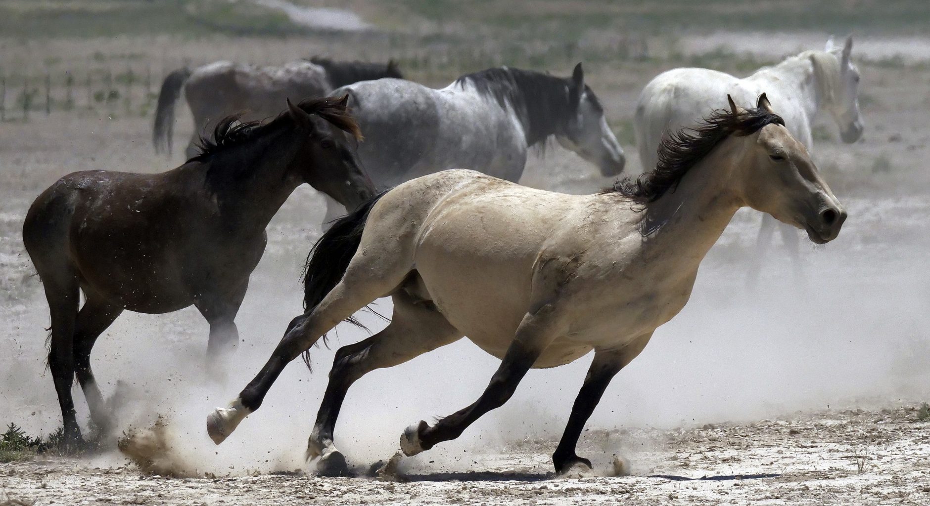 Apache Sitgreaves Forest Service set to remove ALL of the Alpine wild horses!