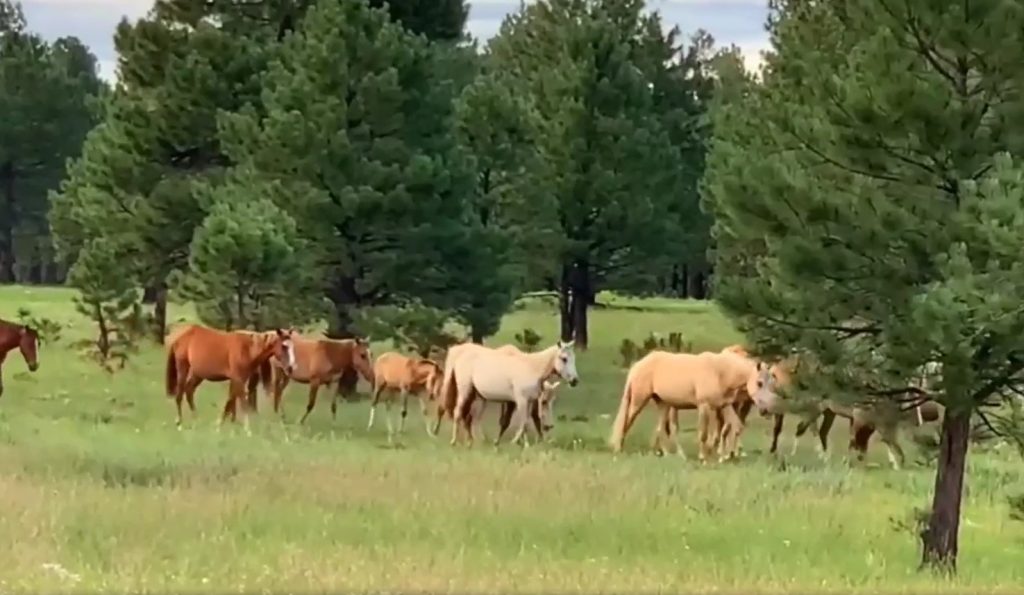 Salt River Wild Horse Management Group