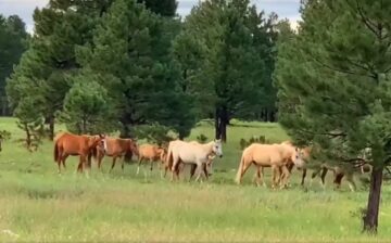 Call Now: Apache Sitgreaves Forest Service is continuing with the removal of Alpine wild horses