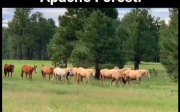 [REEL] The Alpine wild horses BELONG in the Apache Forest!