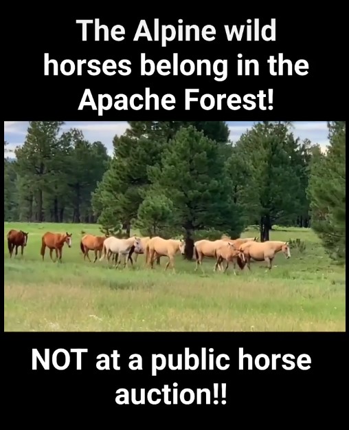 [REEL] The Alpine wild horses BELONG in the Apache Forest!