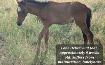There is a way to manage wild horses humanely, and this is not it.