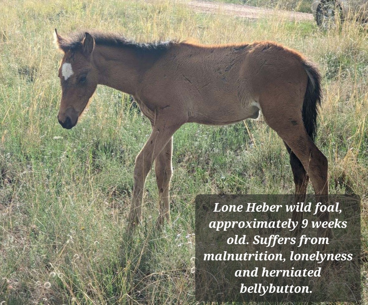 There is a way to manage wild horses humanely, and this is not it.