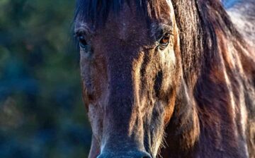 We get this question a lot. How long do wild horses live?