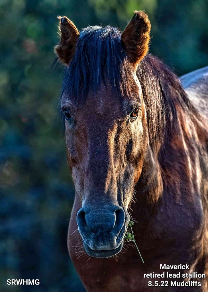 The old horse you see in this current news story was Maverick, the oldest wild horse on the Salt River. Today, his long and beautiful life came to an end.
