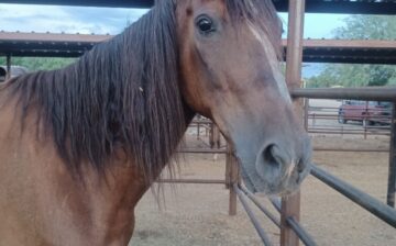 Update on our rescued slaughter horse