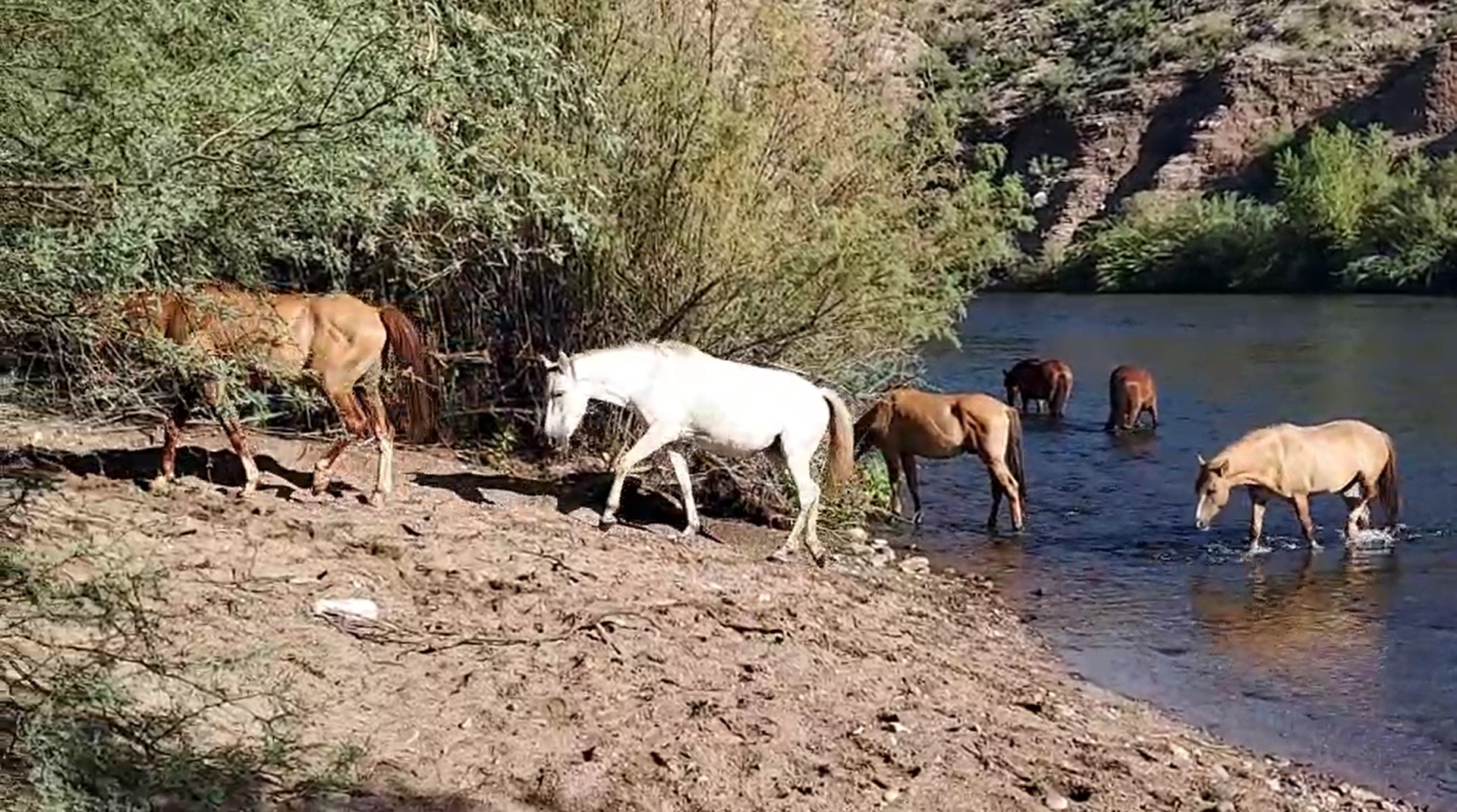 [Video] Horses strolling by the water