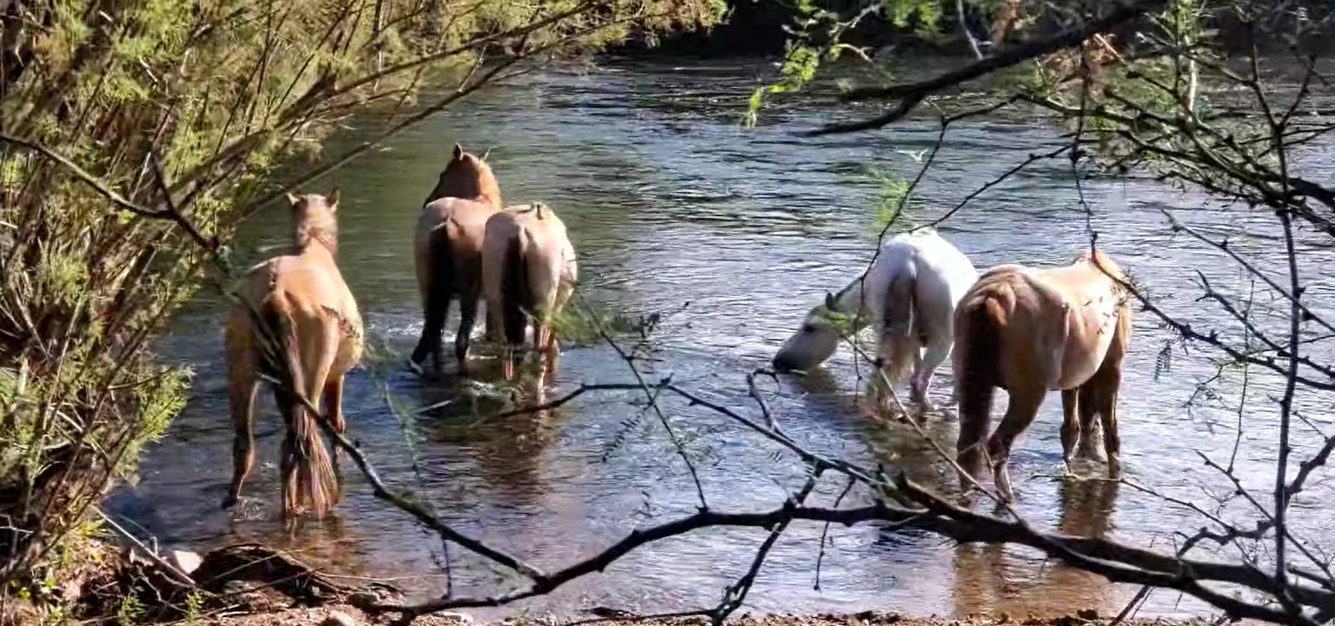 [Video] How much do you love wild horses, and why?
