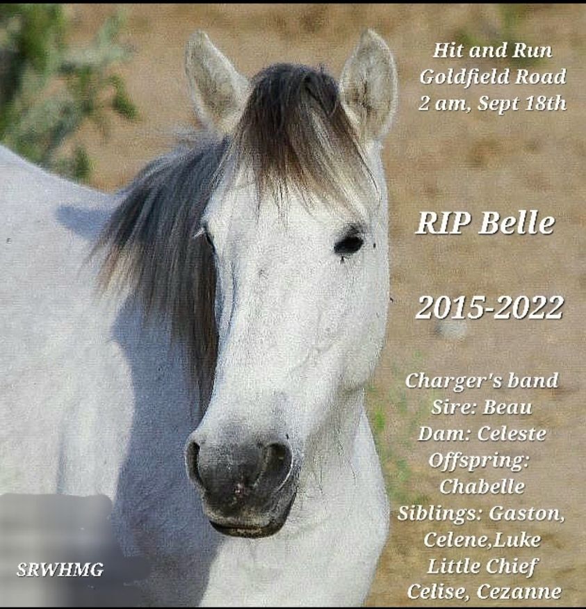 Our real nightmare. – In memory of Belle