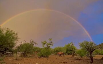 Somewhere over the rainbow there is hope for wild horses.