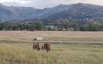[Video] Alpine wild horses rescued and grazing peacefully