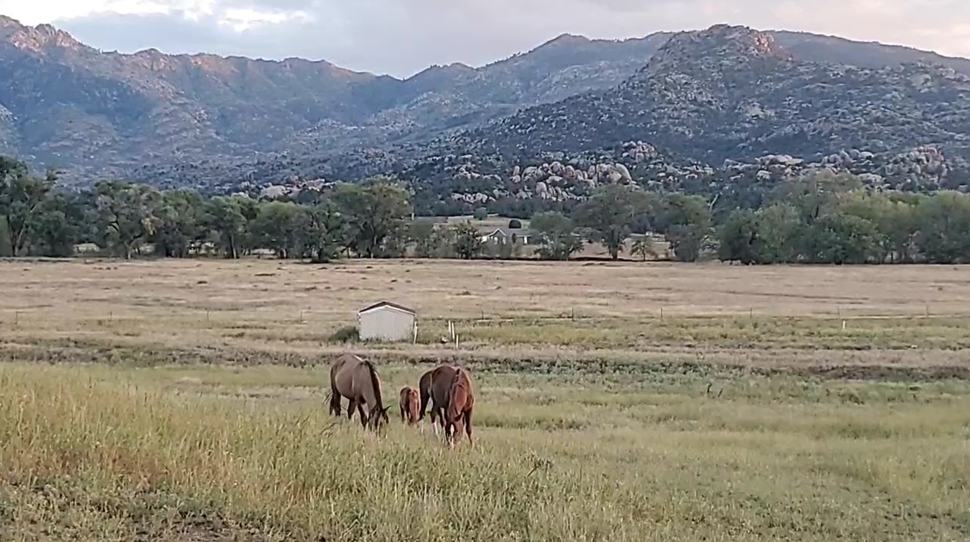 [Video] Alpine wild horses rescued and grazing peacefully