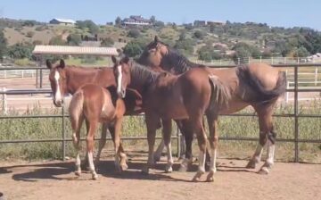 Watch little training video of our little Alpine wild horse band.