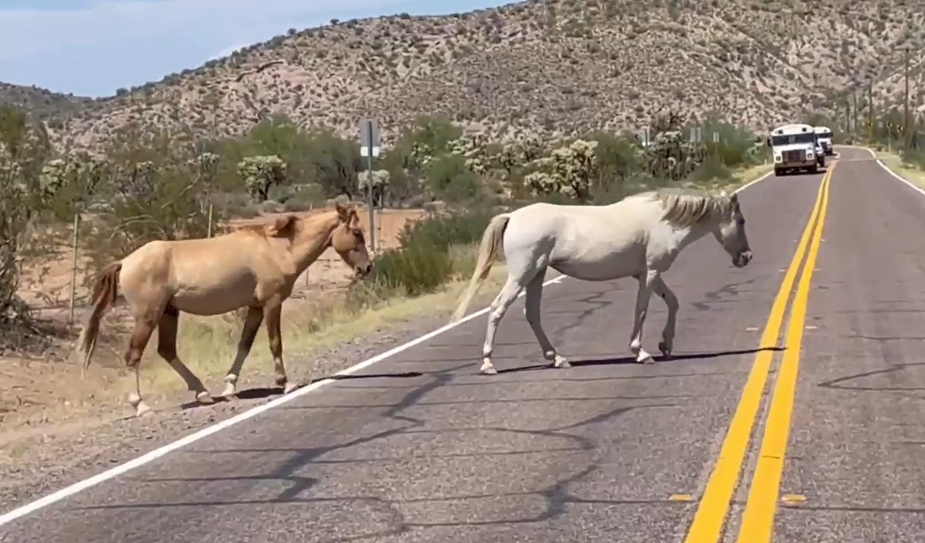 💕💪 Managing wild horses is a labor of love!