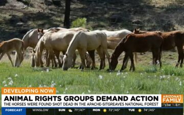 Reward offered for the arrest and conviction of the perpetrators of the brutal horse killing in the Apache National Forest