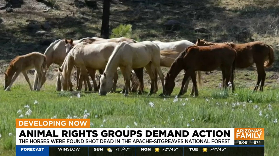 Reward offered for the arrest and conviction of the perpetrators of the brutal horse killing in the Apache National Forest