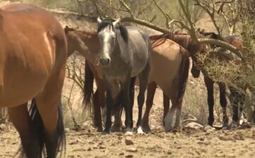 Alpine wild horse advocates are still out there every day