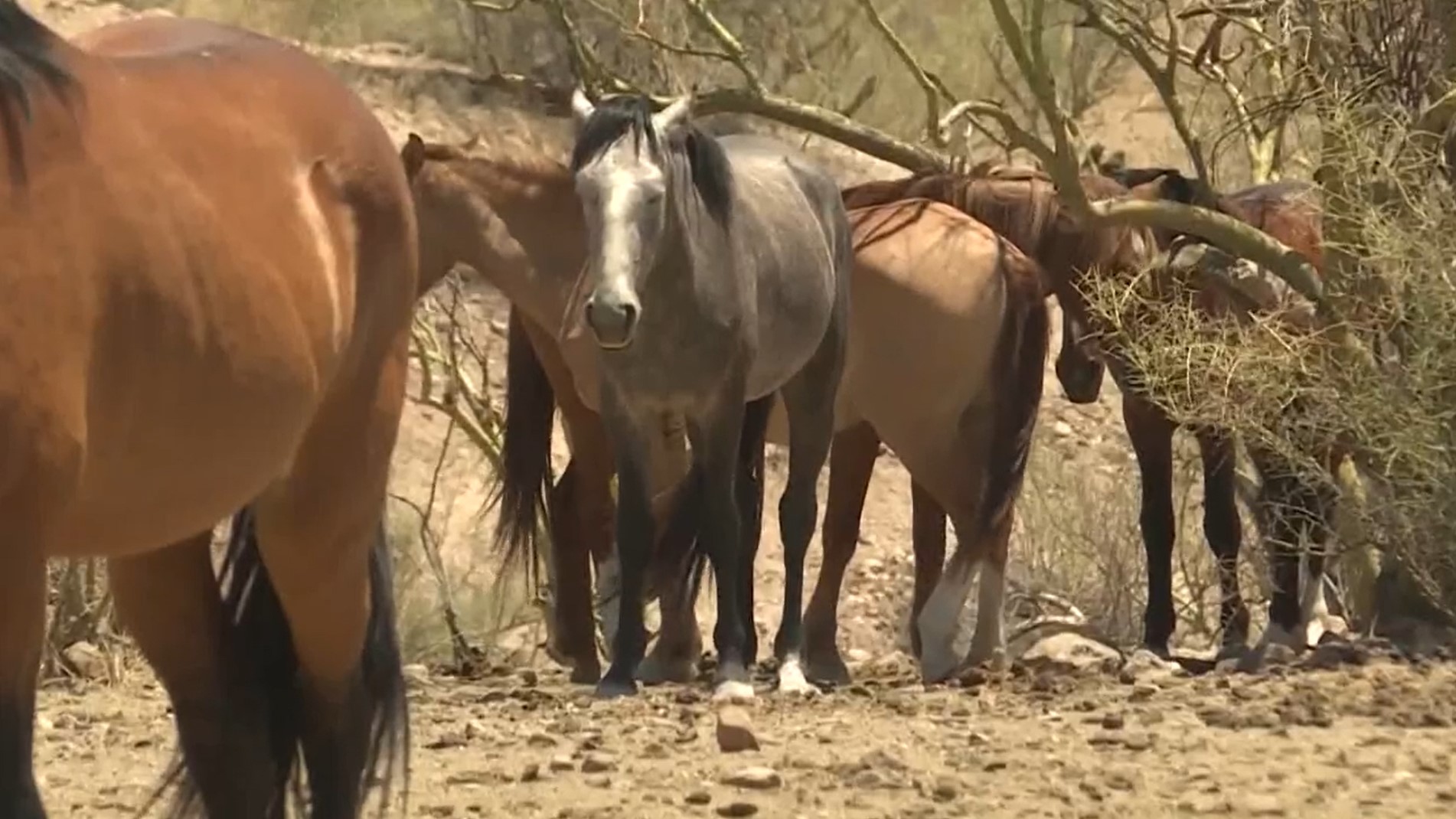 Alpine wild horse advocates are still out there every day